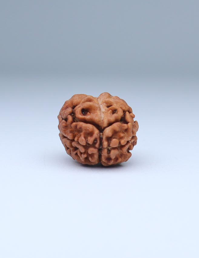 2 Mukhi Nepali Rudraksha