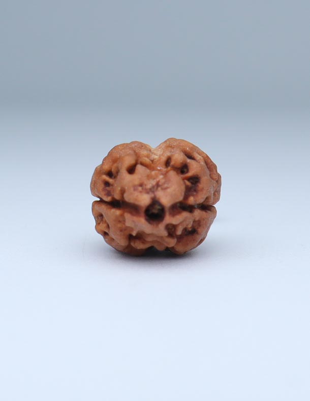 2 Mukhi Nepali Rudraksha