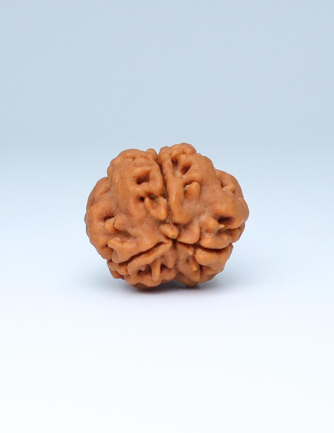 3 Mukhi Nepali Rudraksha