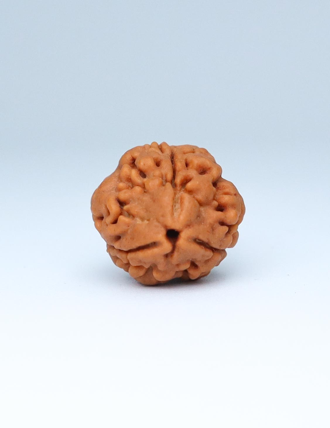 3 Mukhi Nepali Rudraksha