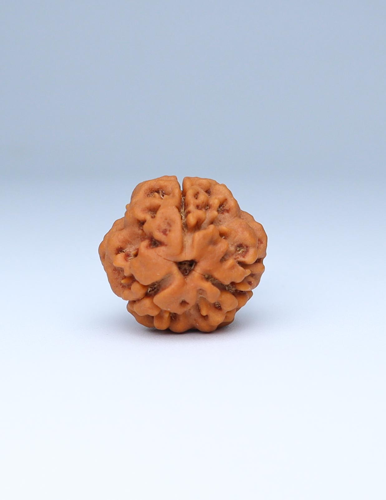 3 Mukhi Nepali Rudraksha