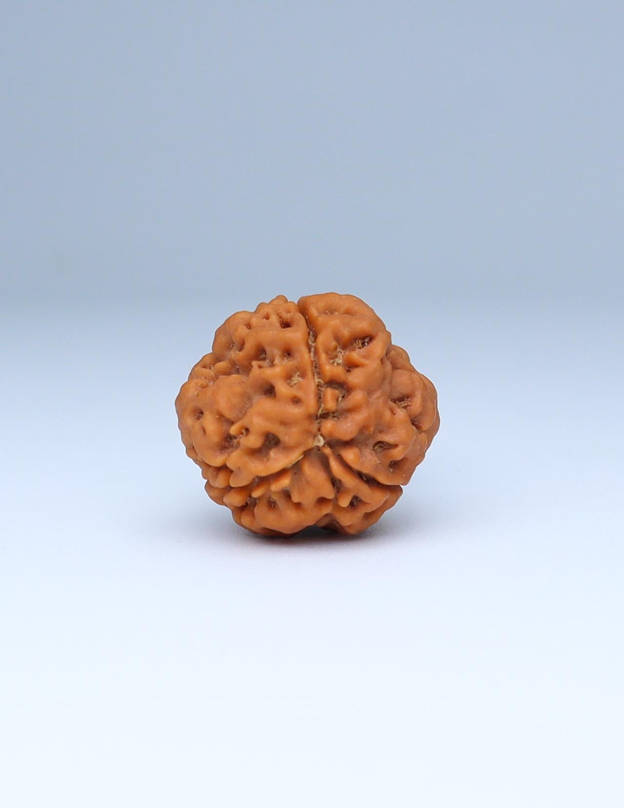 3 Mukhi Nepali Rudraksha