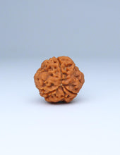 3 Mukhi Nepali Rudraksha