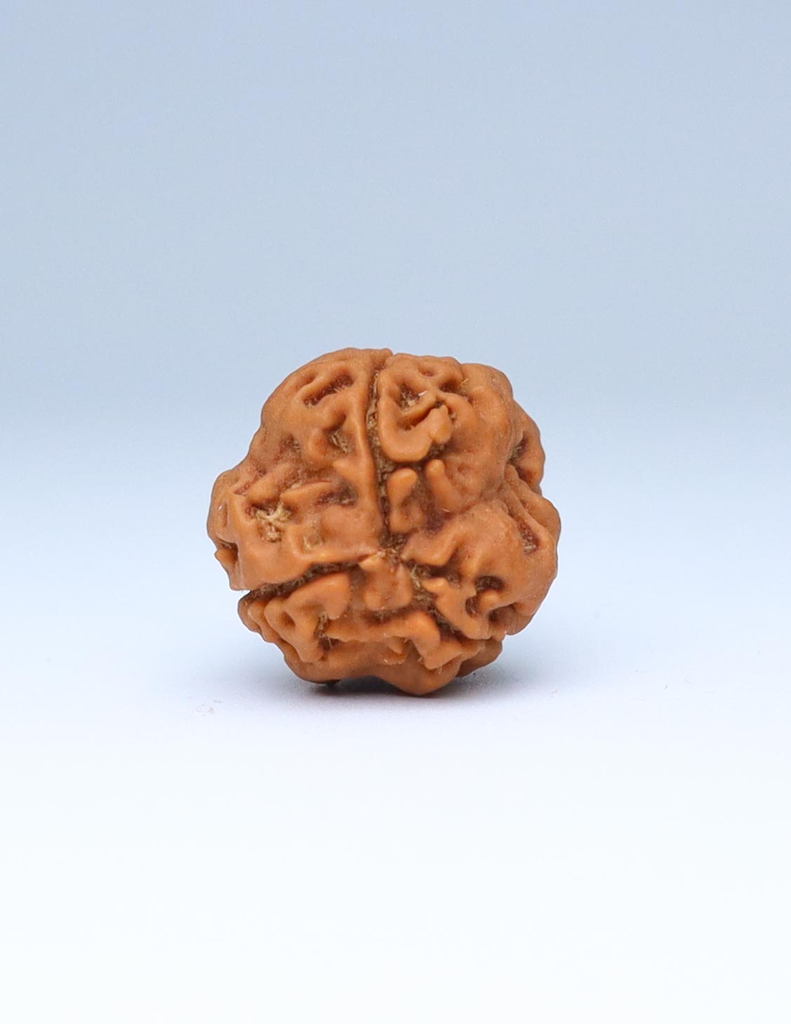 3 Mukhi Nepali Rudraksha