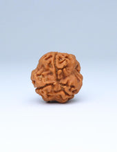 3 Mukhi Nepali Rudraksha