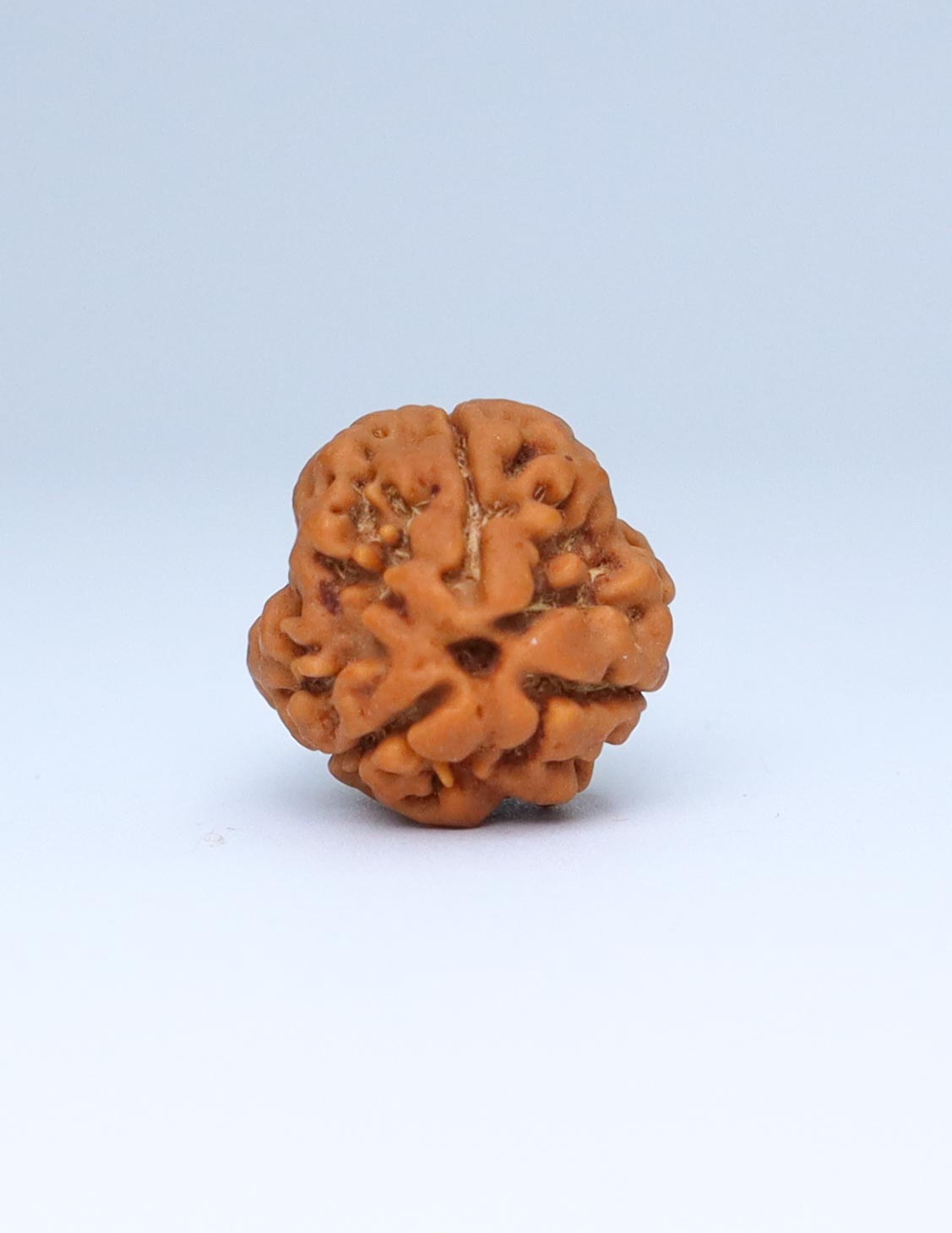 3 Mukhi Nepali Rudraksha