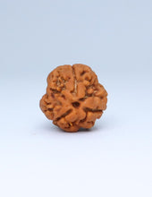 3 Mukhi Nepali Rudraksha