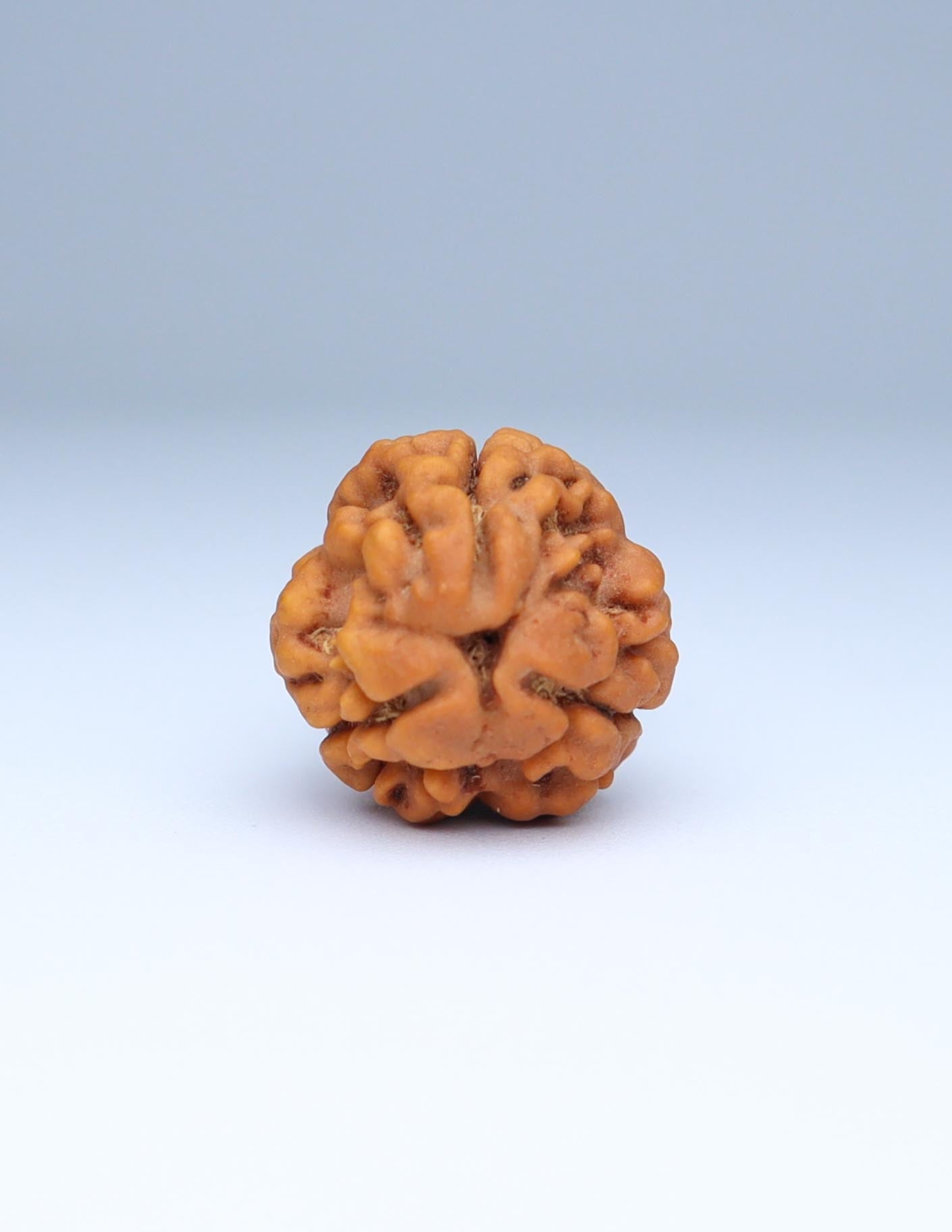 3 Mukhi Nepali Rudraksha