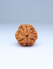 3 Mukhi Nepali Rudraksha