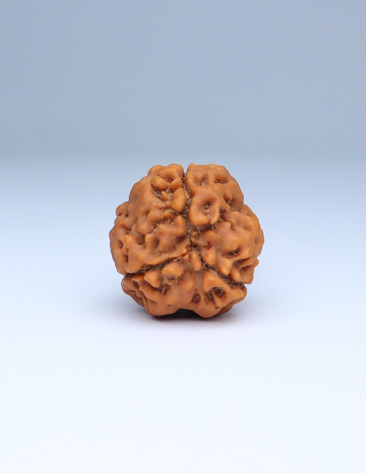 3 Mukhi Nepali Rudraksha