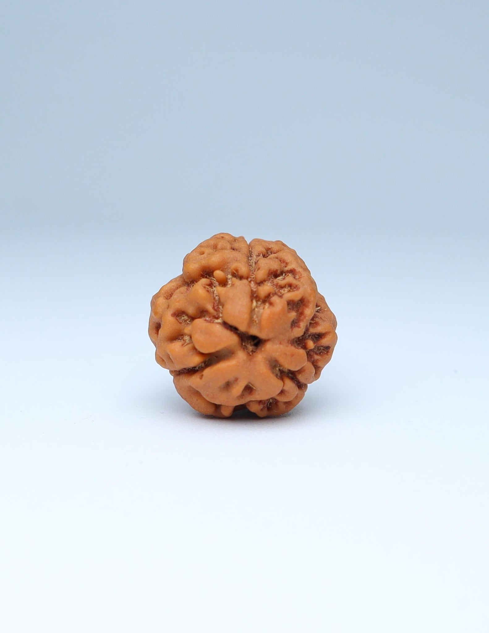 3 Mukhi Nepali Rudraksha