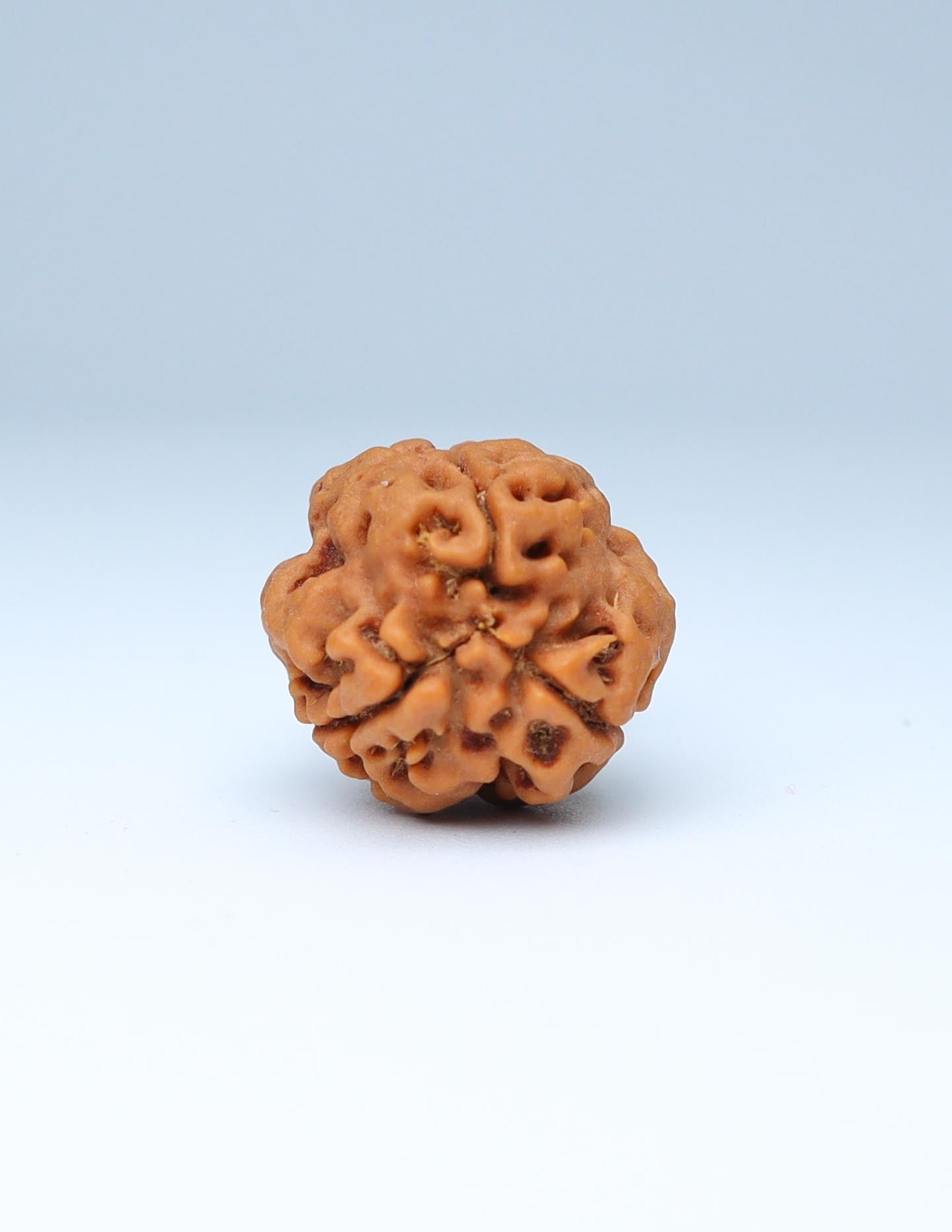 3 Mukhi Nepali Rudraksha