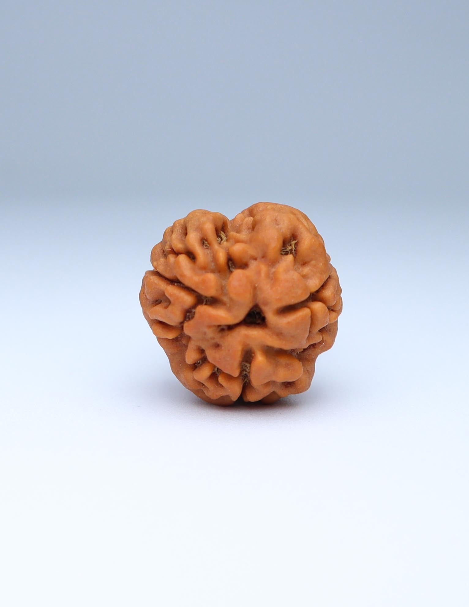 3 Mukhi Nepali Rudraksha