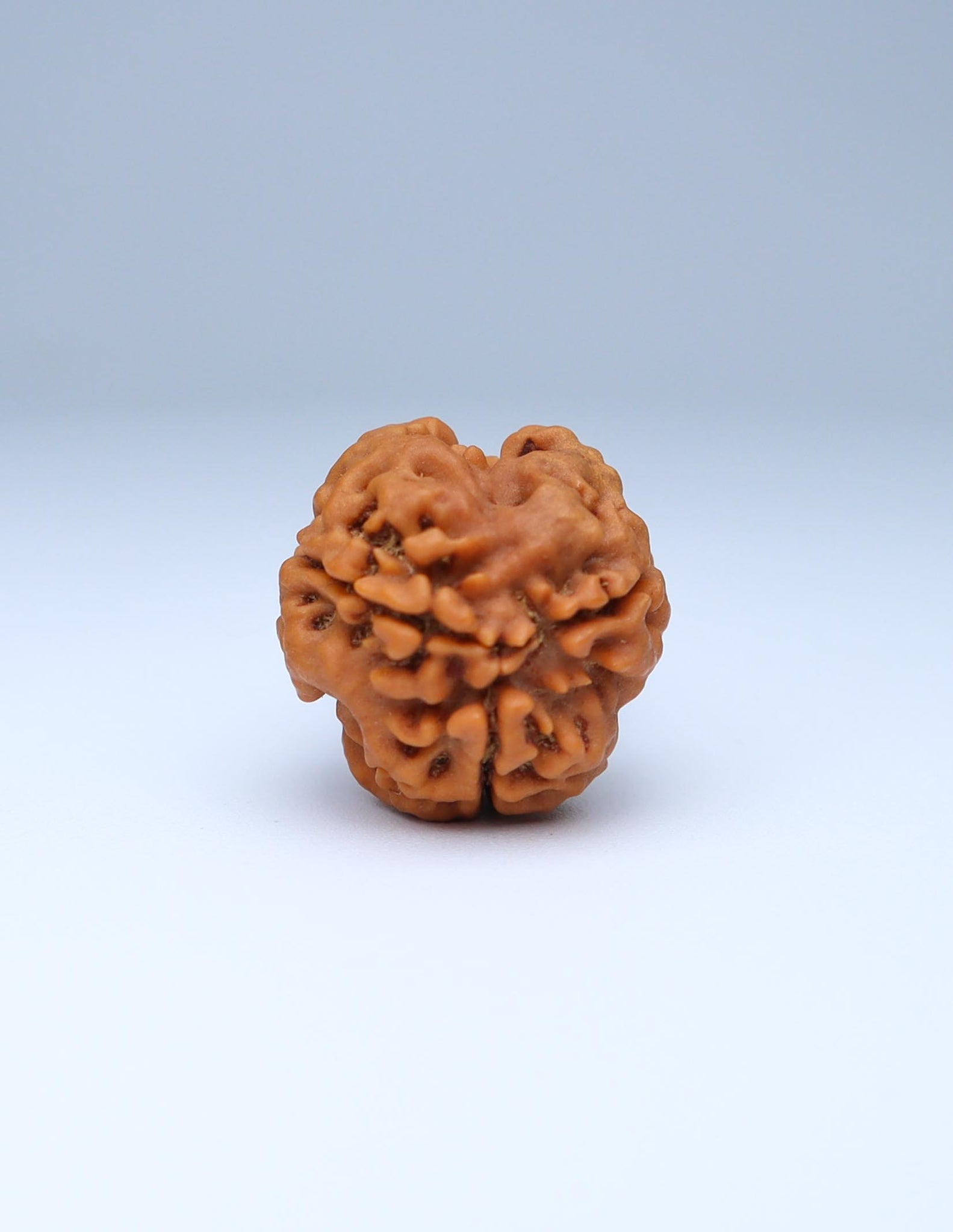 3 Mukhi Nepali Rudraksha