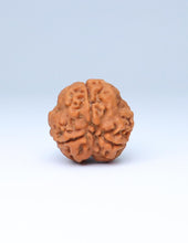 3 Mukhi Nepali Rudraksha
