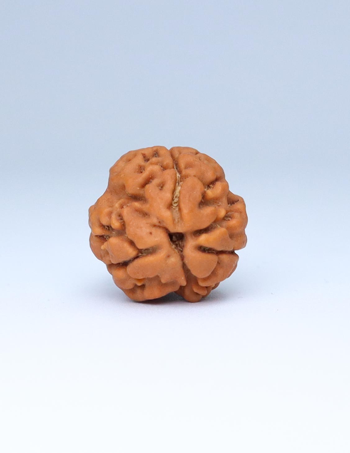 3 Mukhi Nepali Rudraksha