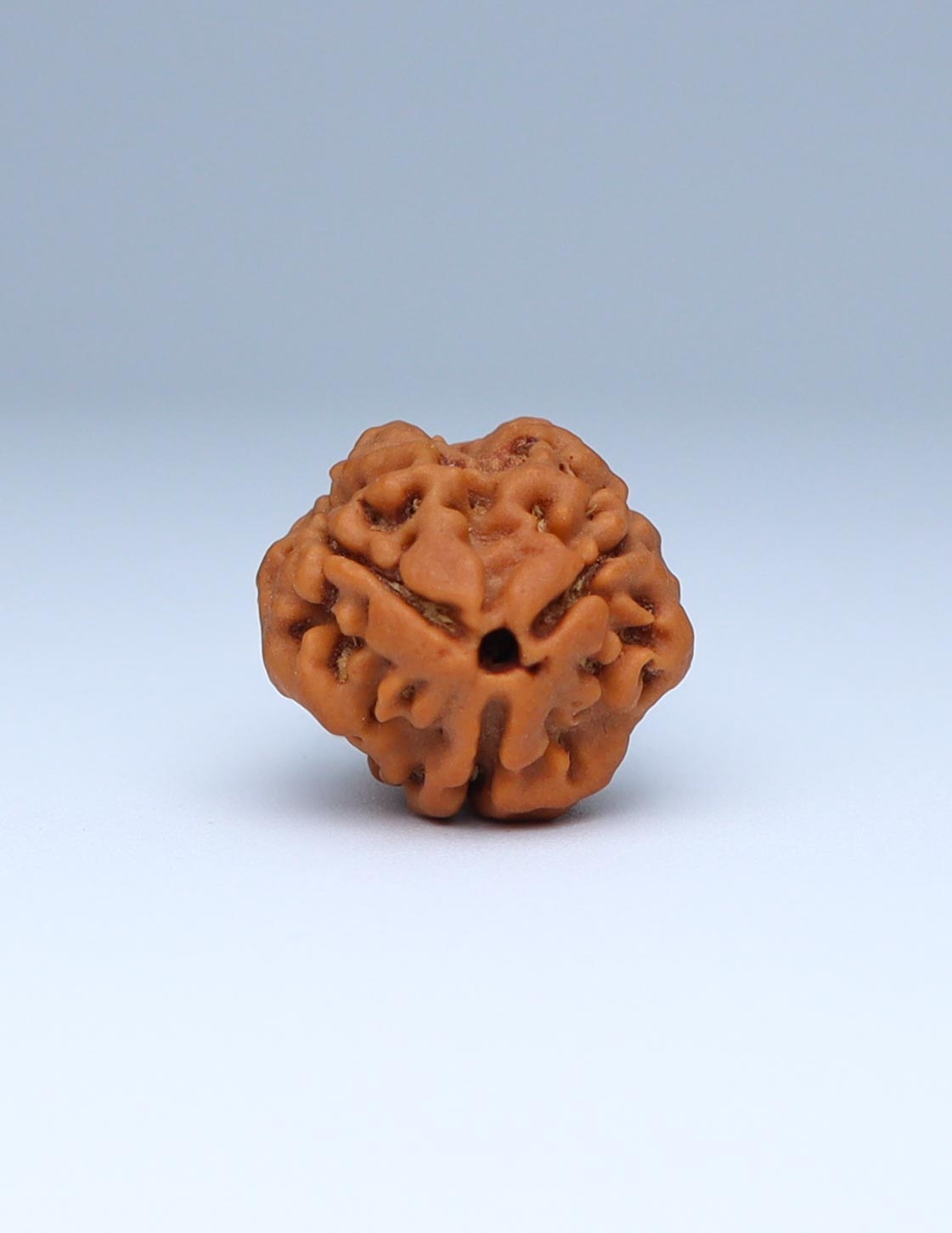 3 Mukhi Nepali Rudraksha