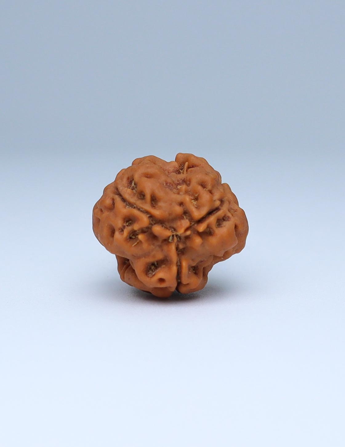 3 Mukhi Nepali Rudraksha