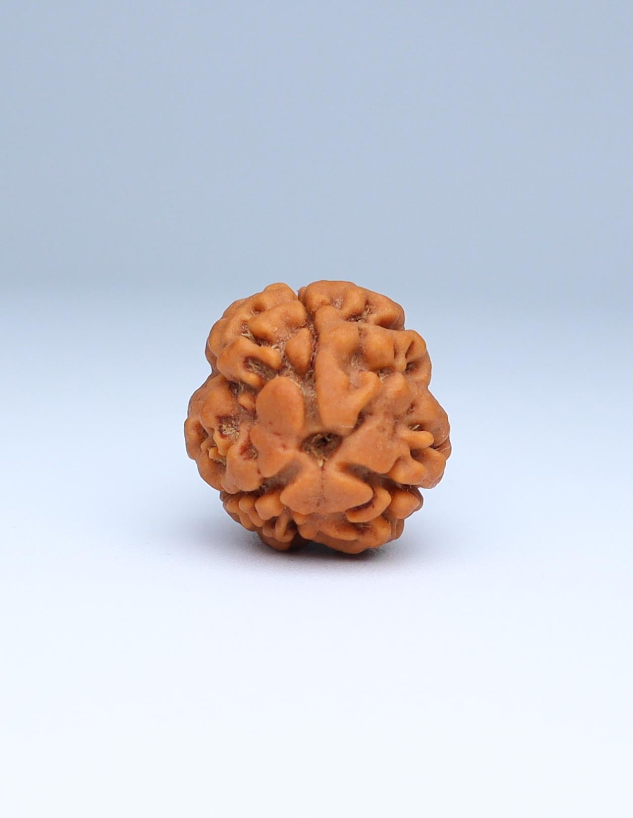 3 Mukhi Nepali Rudraksha