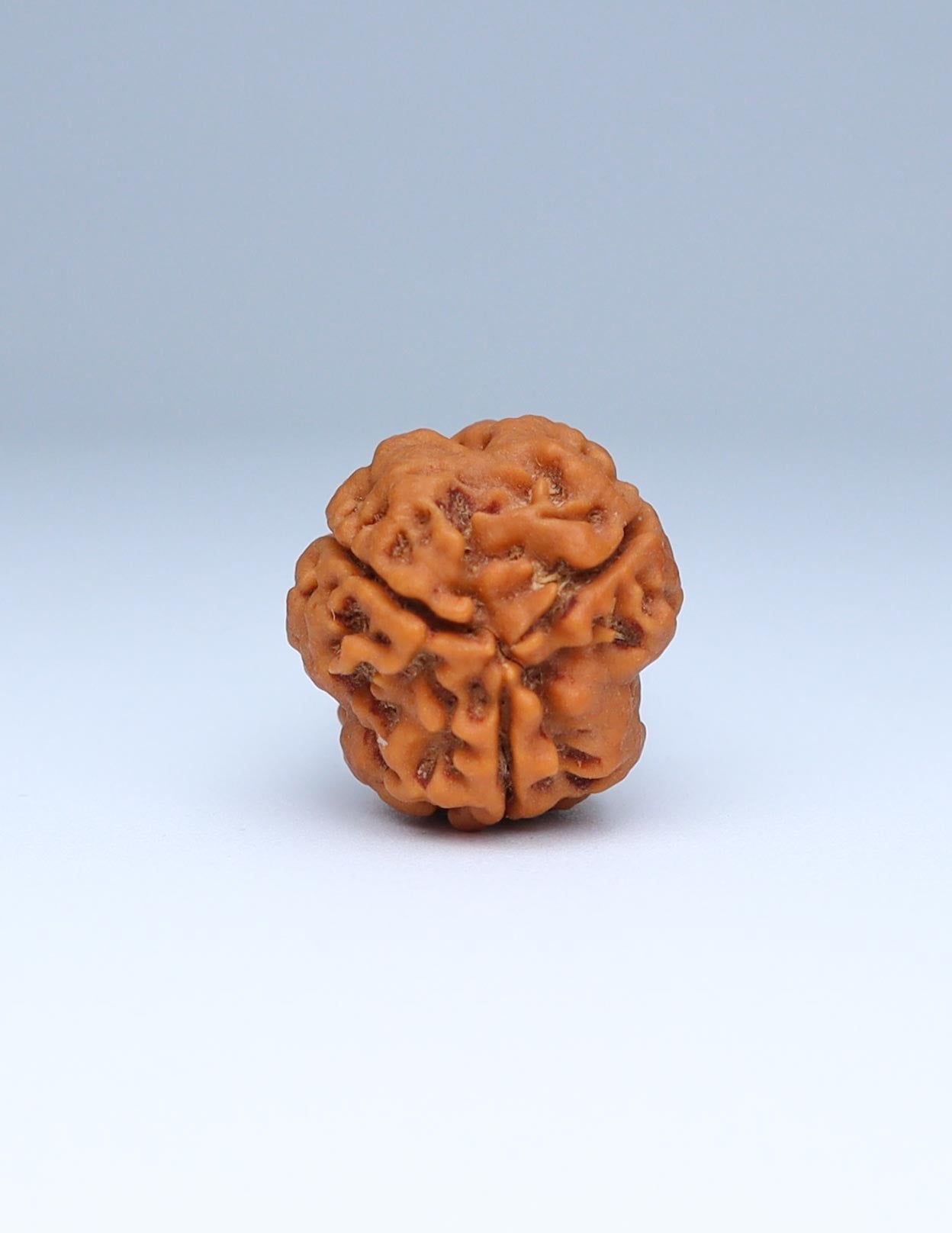 3 Mukhi Nepali Rudraksha