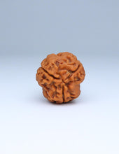 3 Mukhi Nepali Rudraksha
