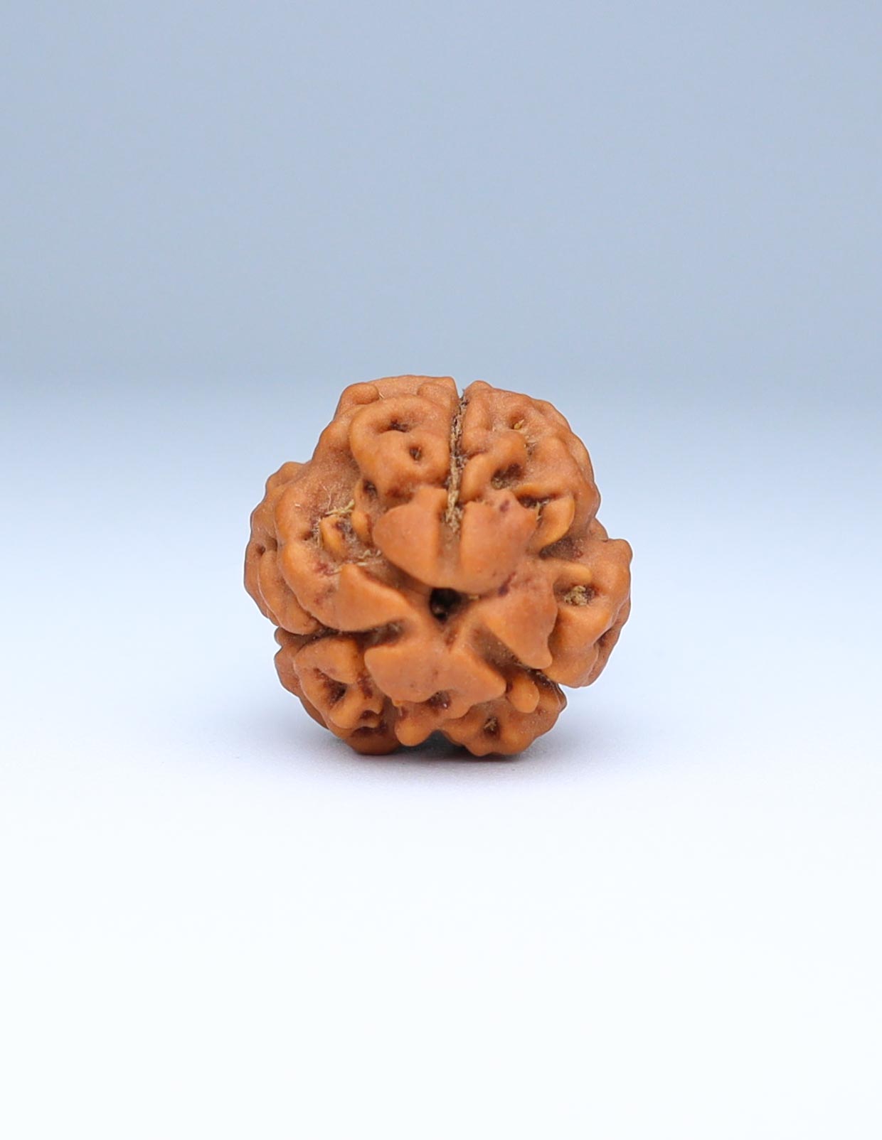 3 Mukhi Nepali Rudraksha