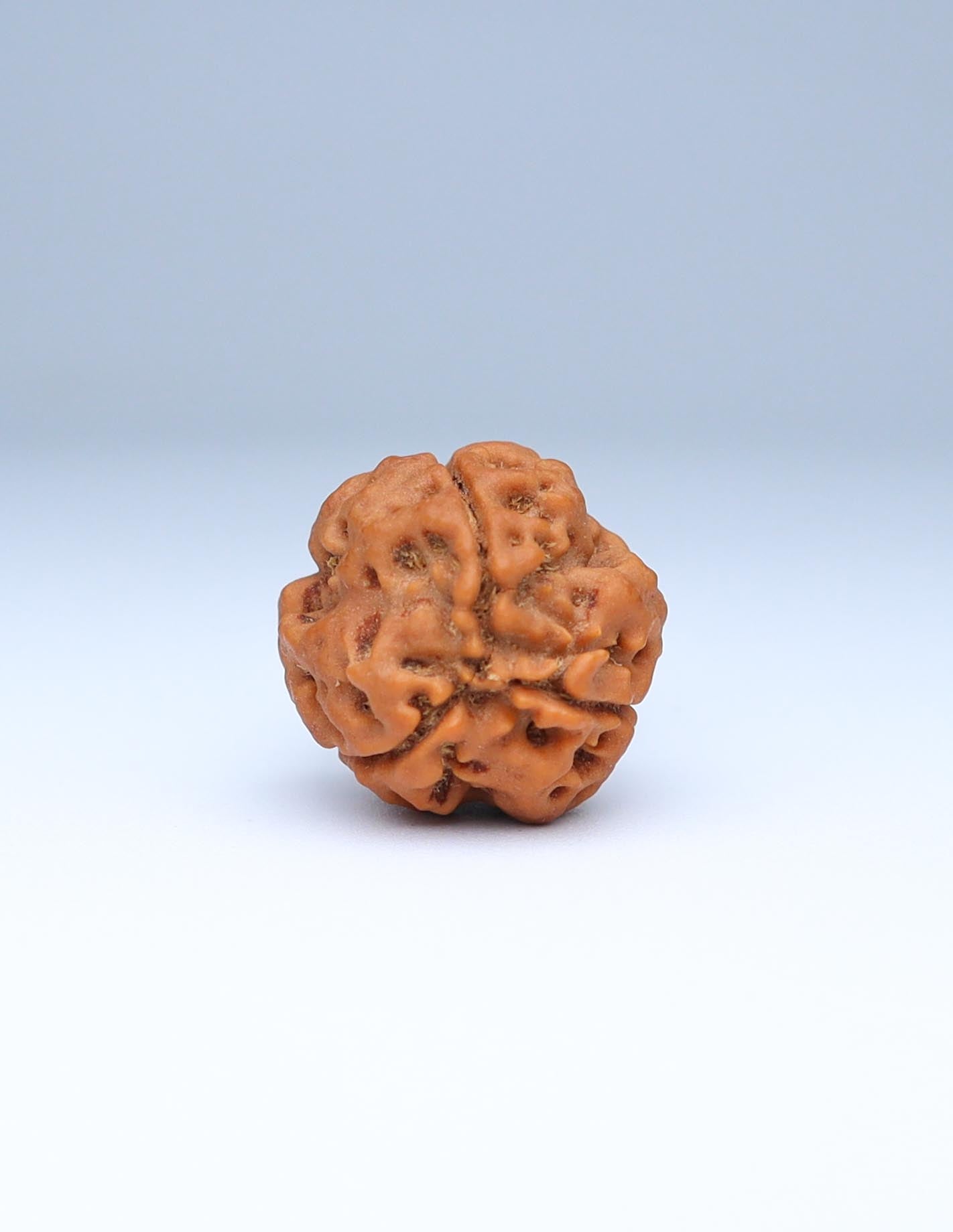 3 Mukhi Nepali Rudraksha