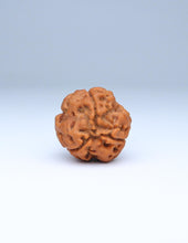 3 Mukhi Nepali Rudraksha