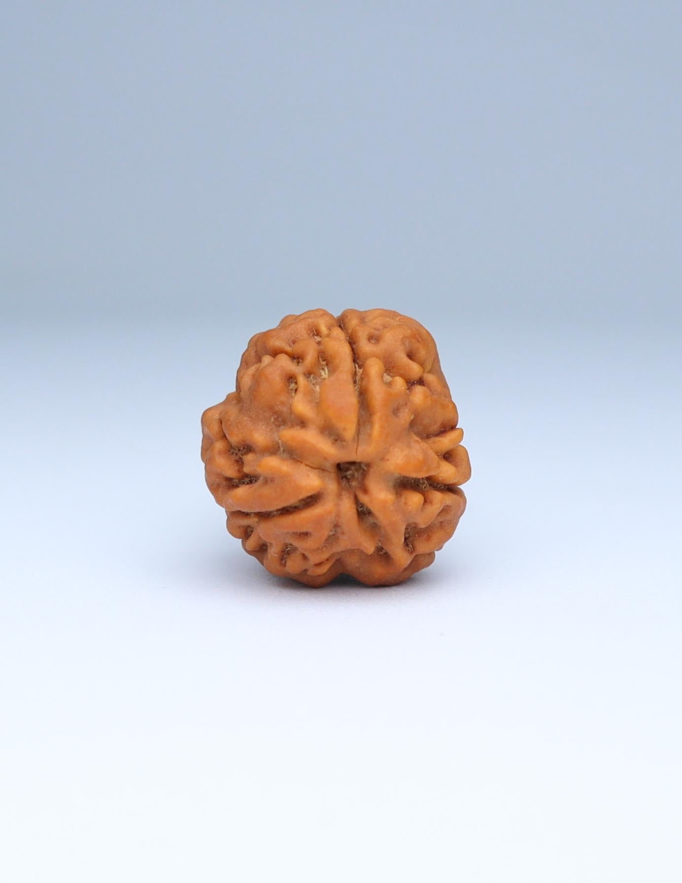 3 Mukhi Nepali Rudraksha