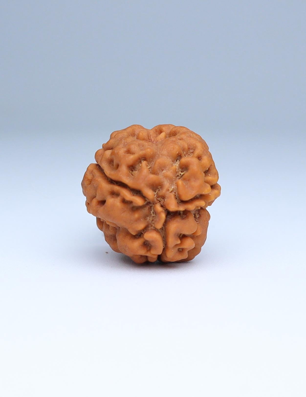 3 Mukhi Nepali Rudraksha