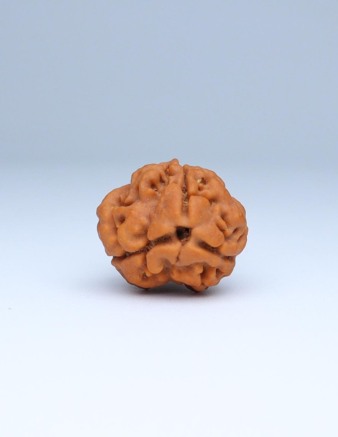 3 Mukhi Nepali Rudraksha