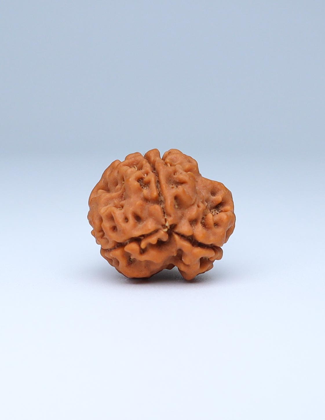 3 Mukhi Nepali Rudraksha