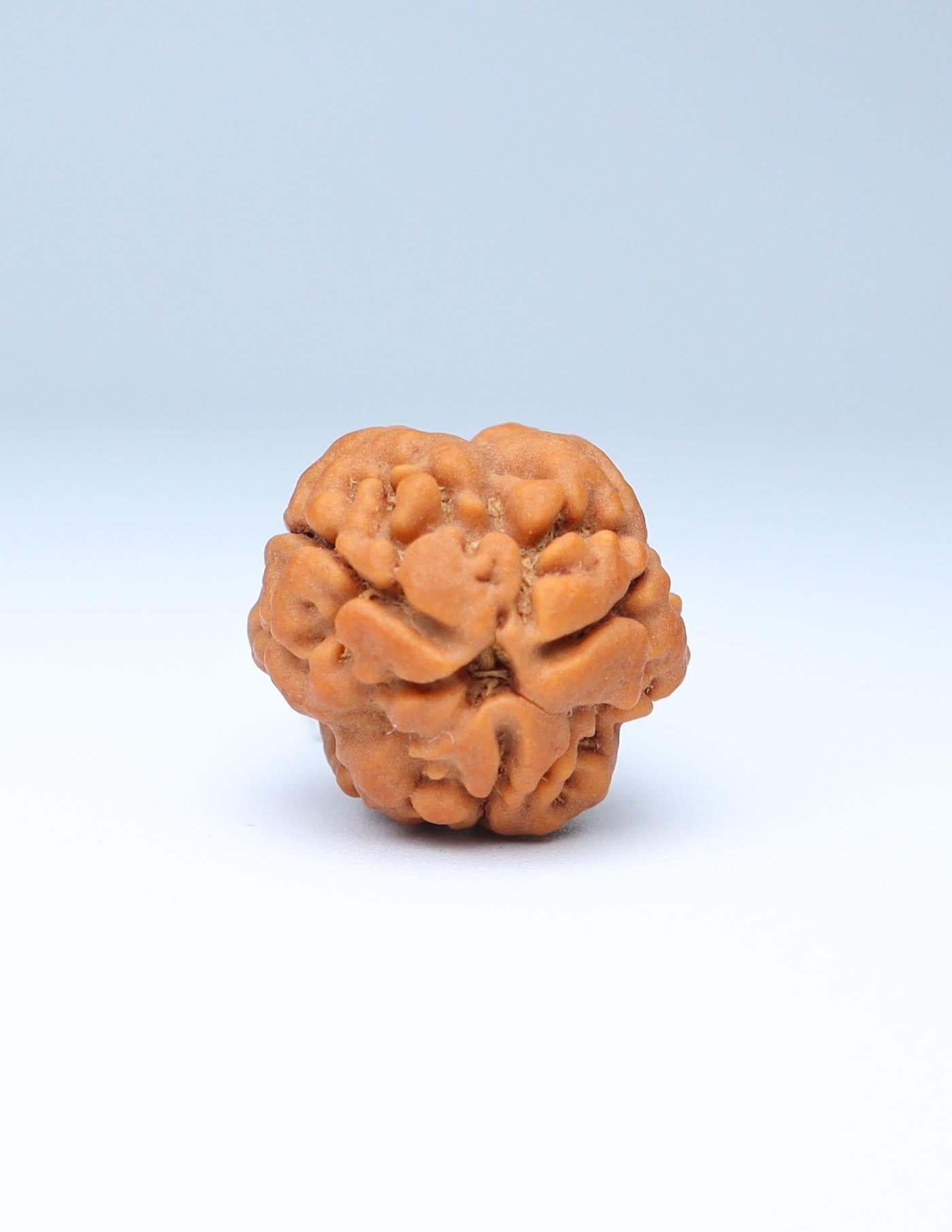 3 Mukhi Nepali Rudraksha