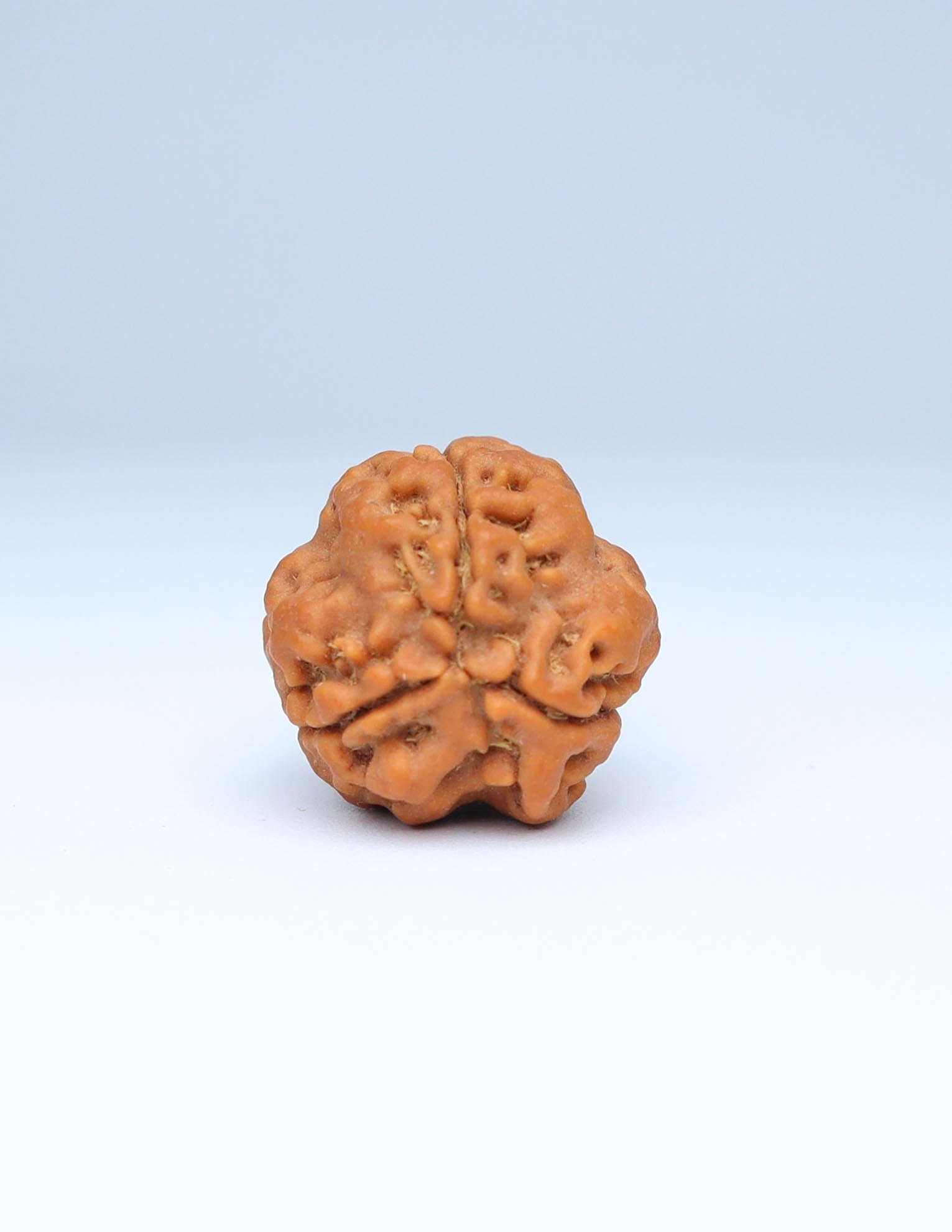 3 Mukhi Nepali Rudraksha