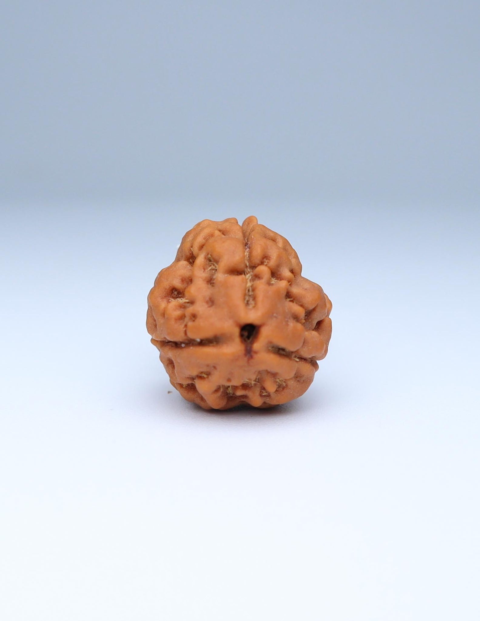 3 Mukhi Nepali Rudraksha