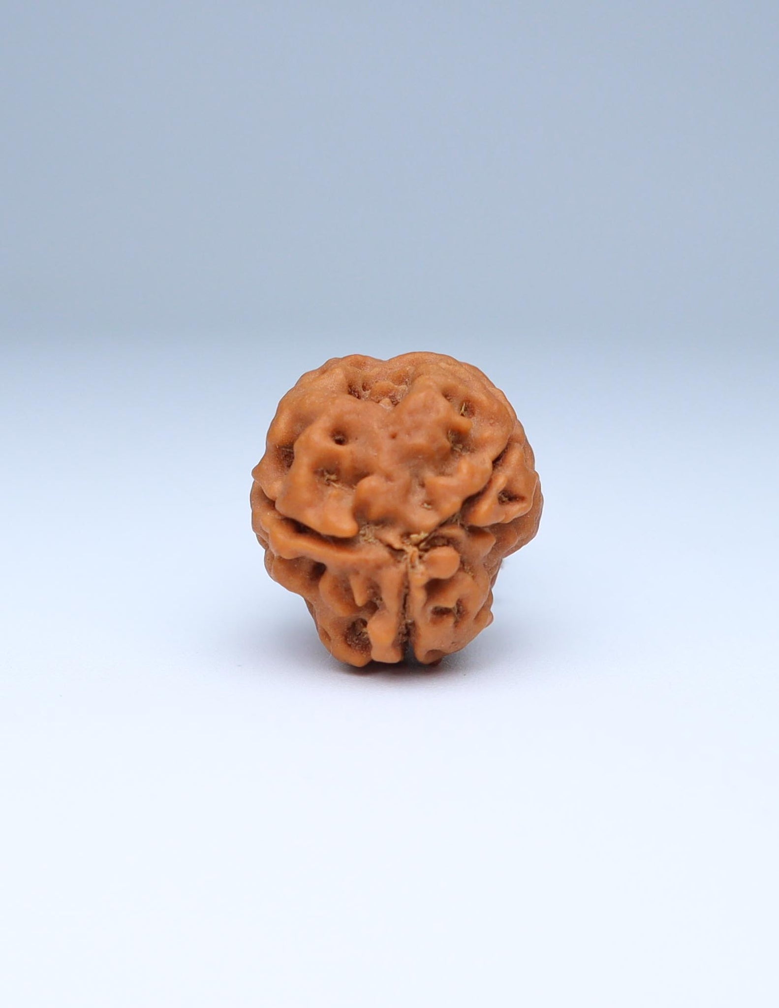 3 Mukhi Nepali Rudraksha