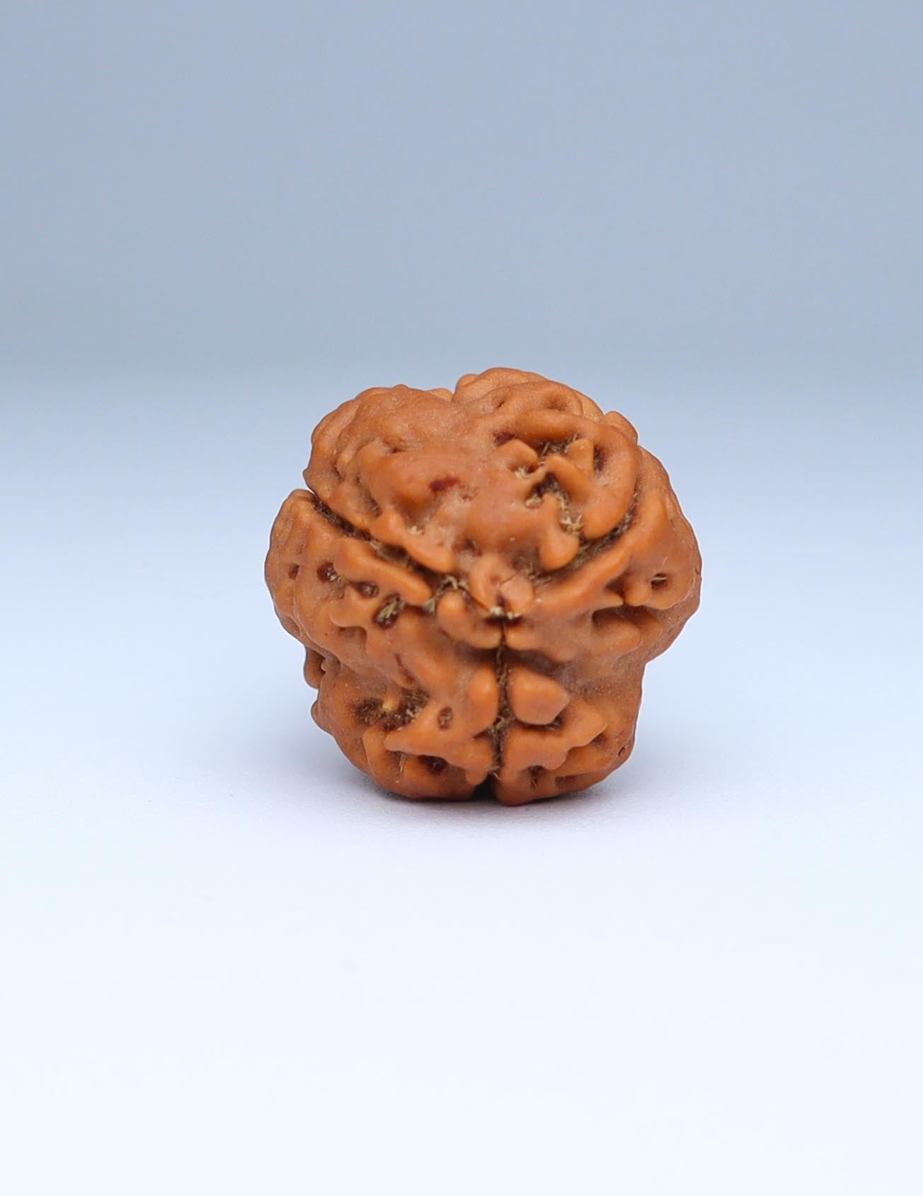 3 Mukhi Nepali Rudraksha