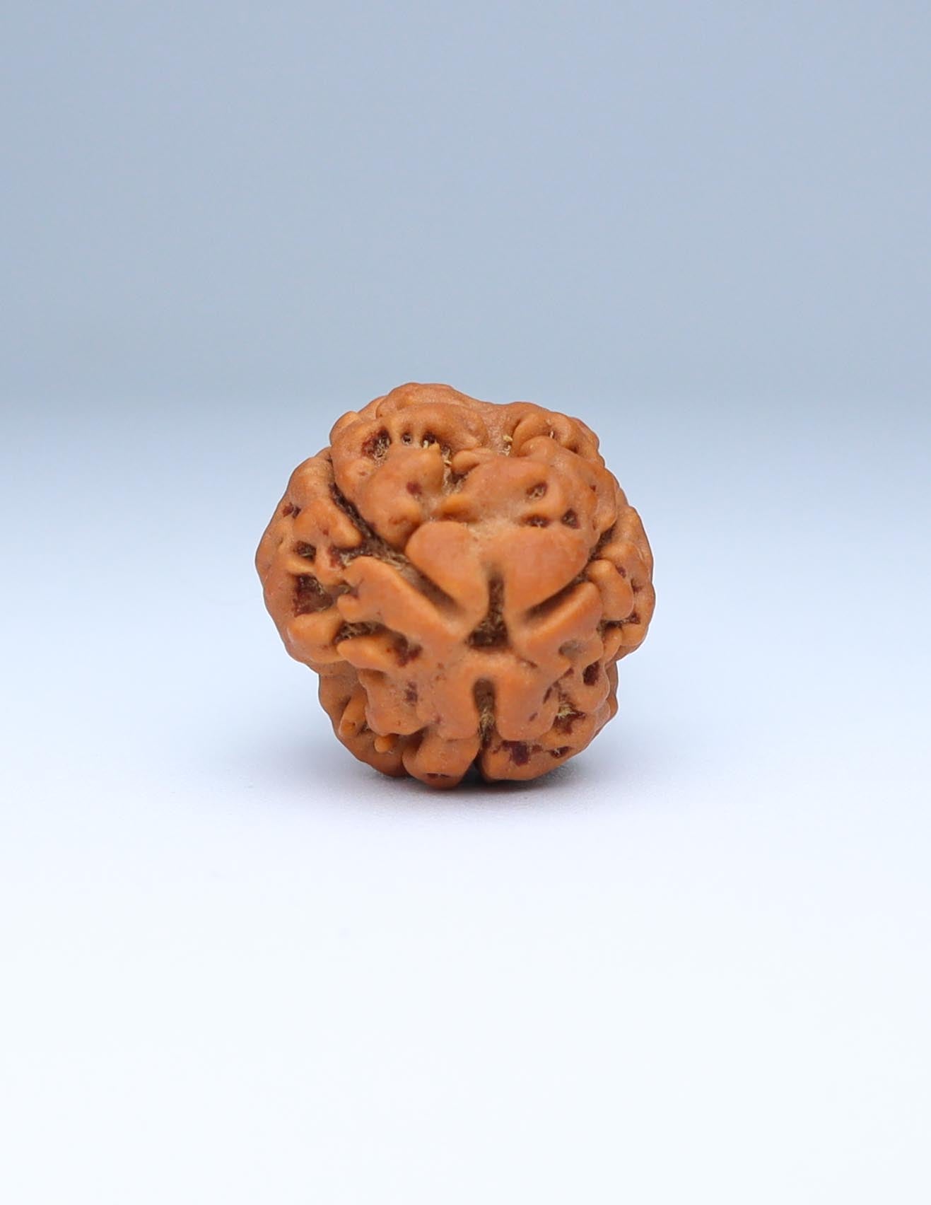 3 Mukhi Nepali Rudraksha