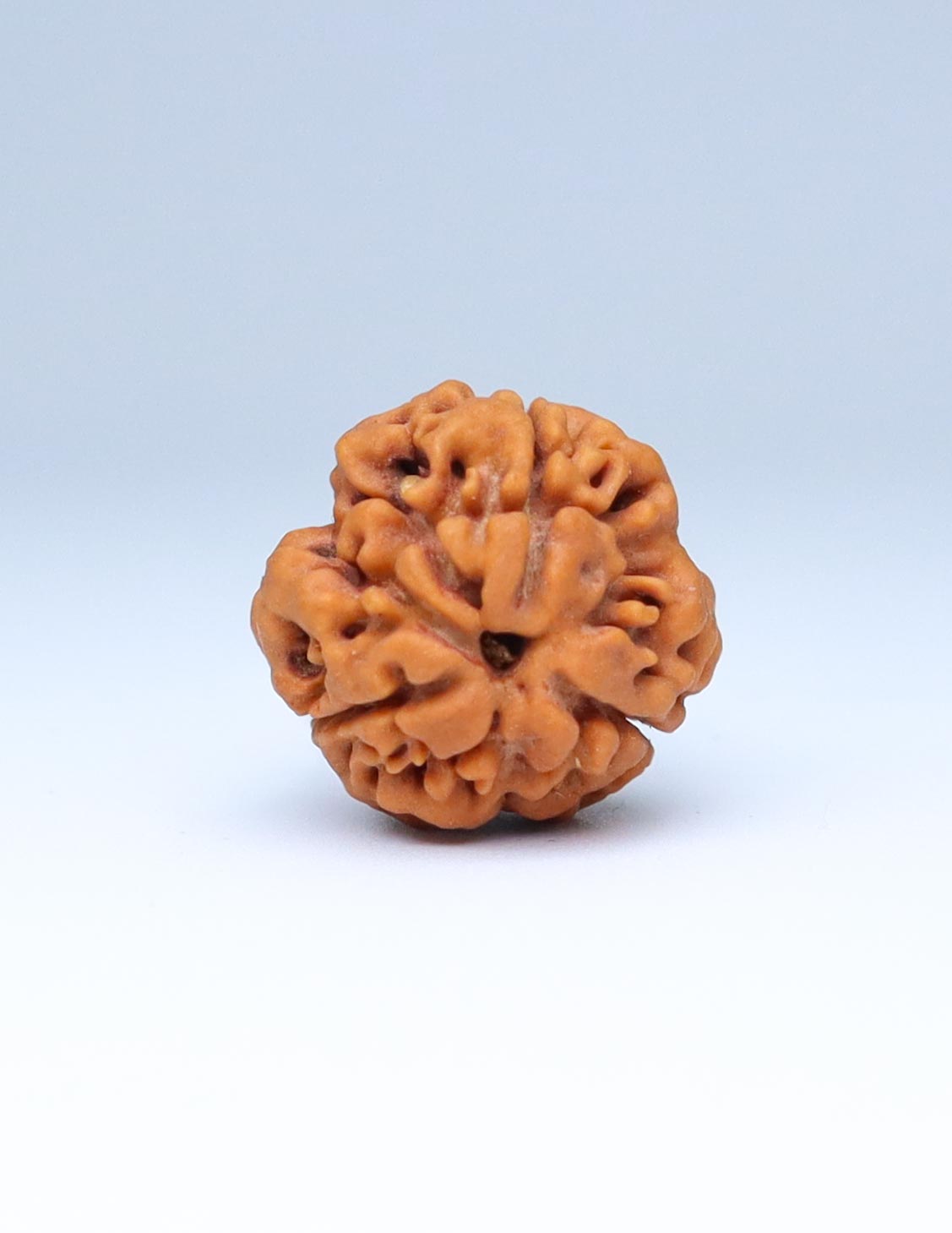 3 Mukhi Nepali Rudraksha