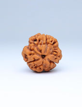 3 Mukhi Nepali Rudraksha