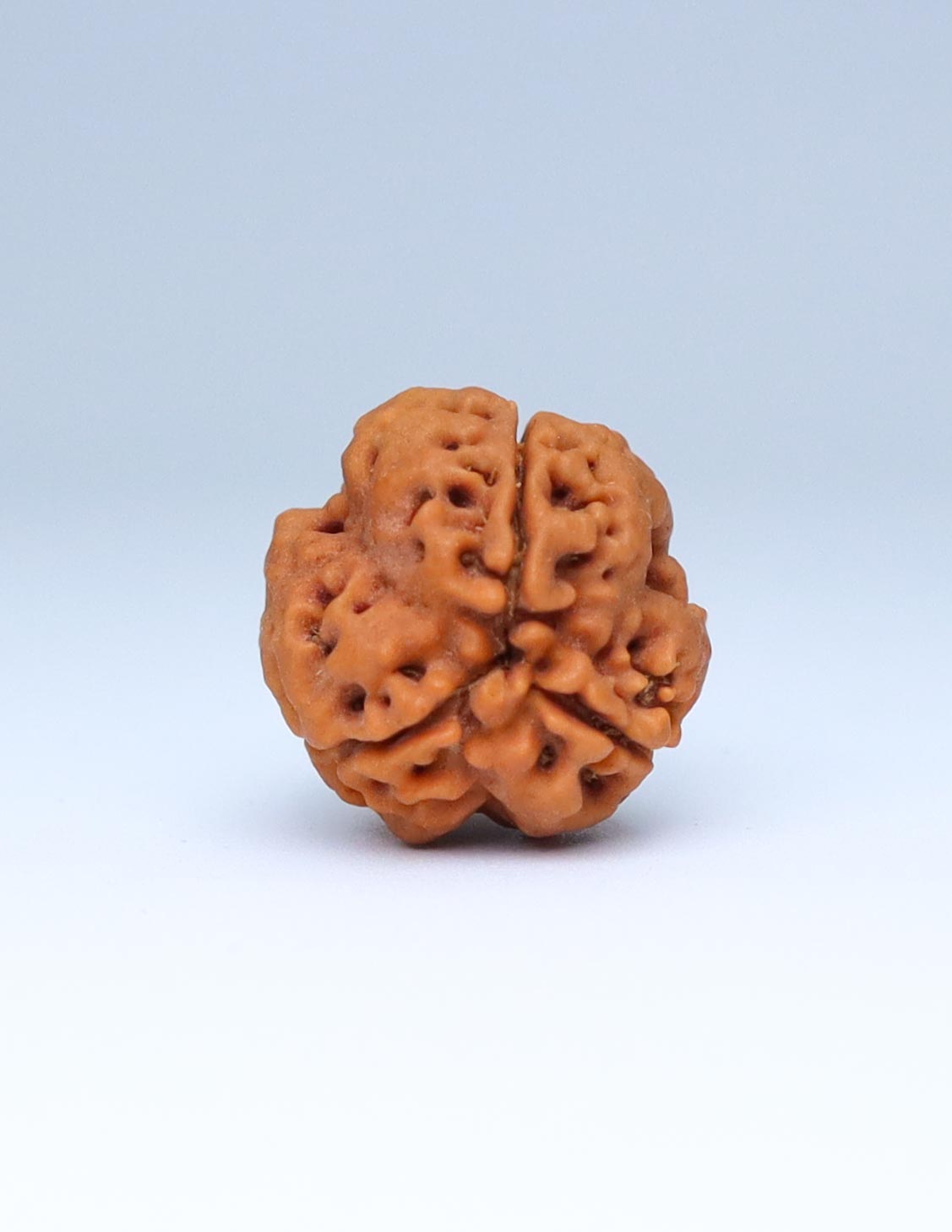 3 Mukhi Nepali Rudraksha