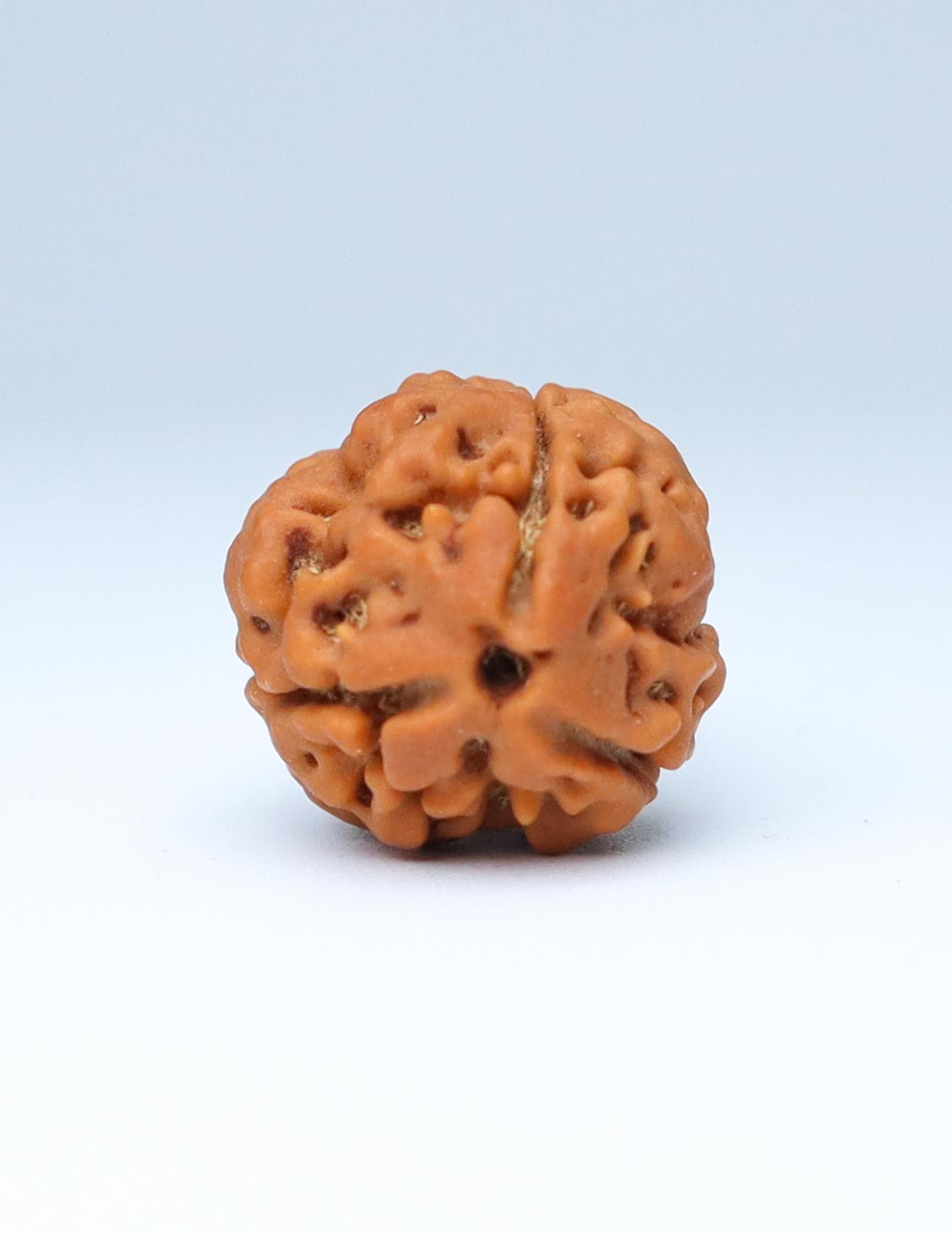 3 Mukhi Nepali Rudraksha