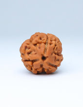 3 Mukhi Nepali Rudraksha