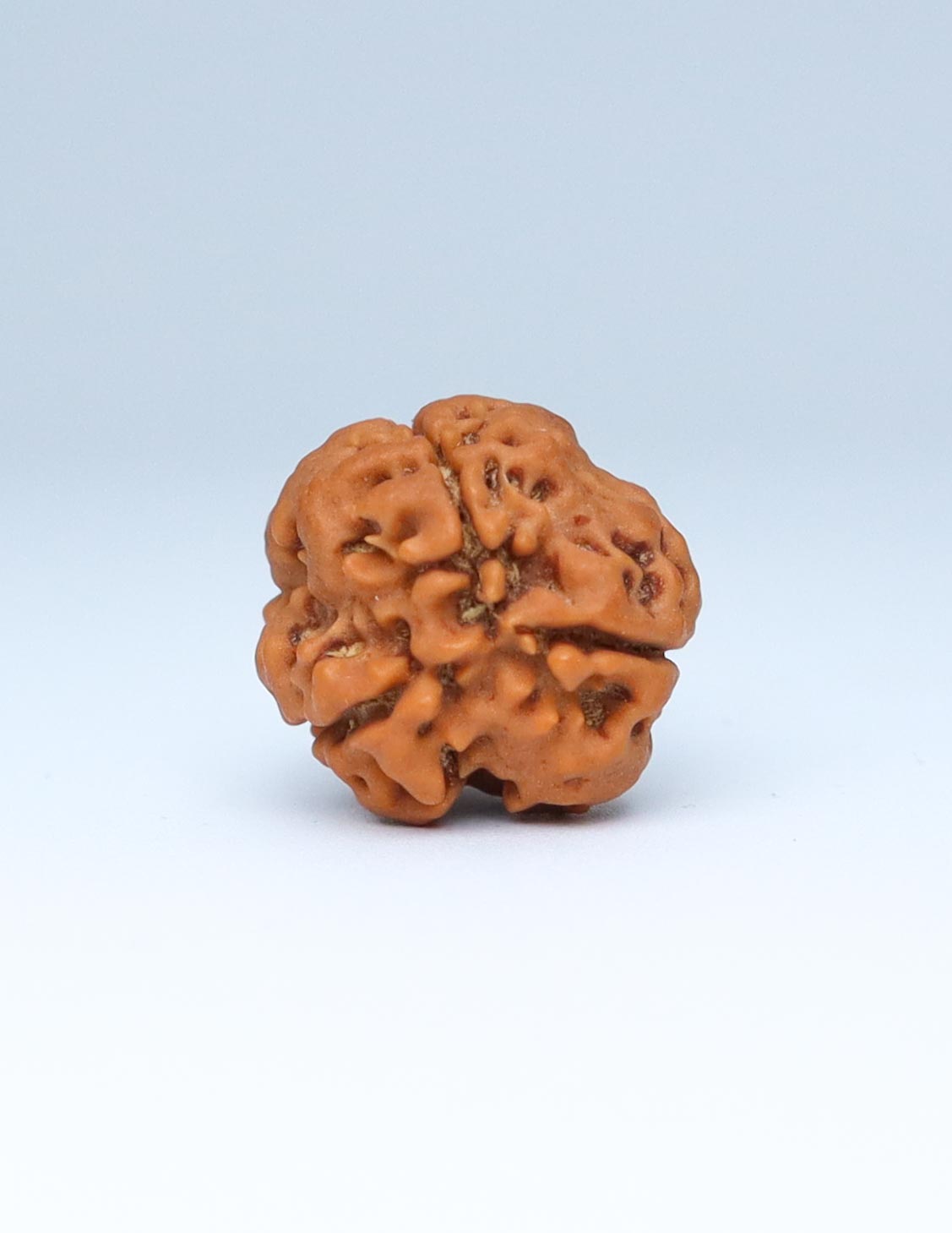 3 Mukhi Nepali Rudraksha