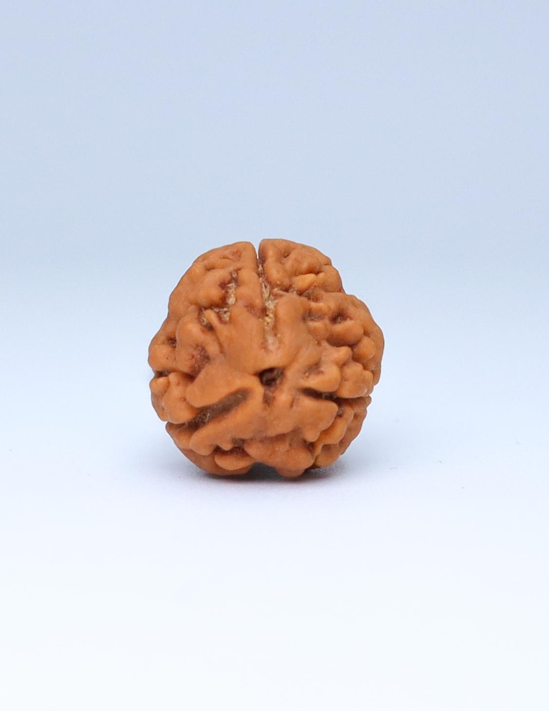 3 Mukhi Nepali Rudraksha