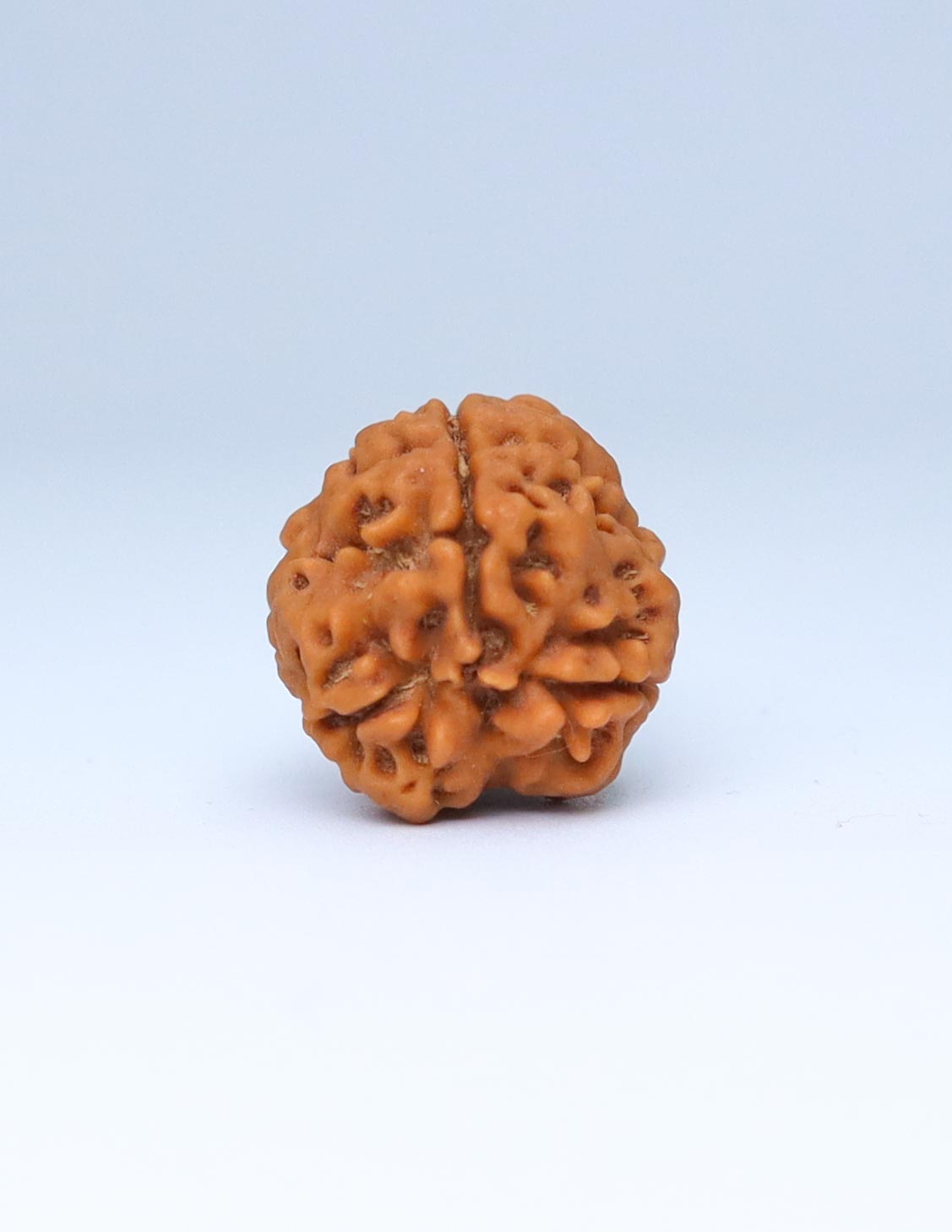 3 Mukhi Nepali Rudraksha