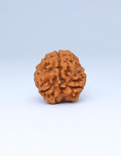3 Mukhi Nepali Rudraksha