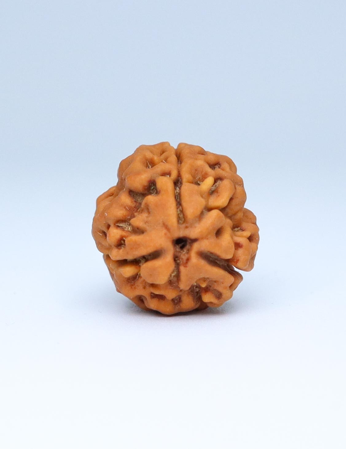 3 Mukhi Nepali Rudraksha