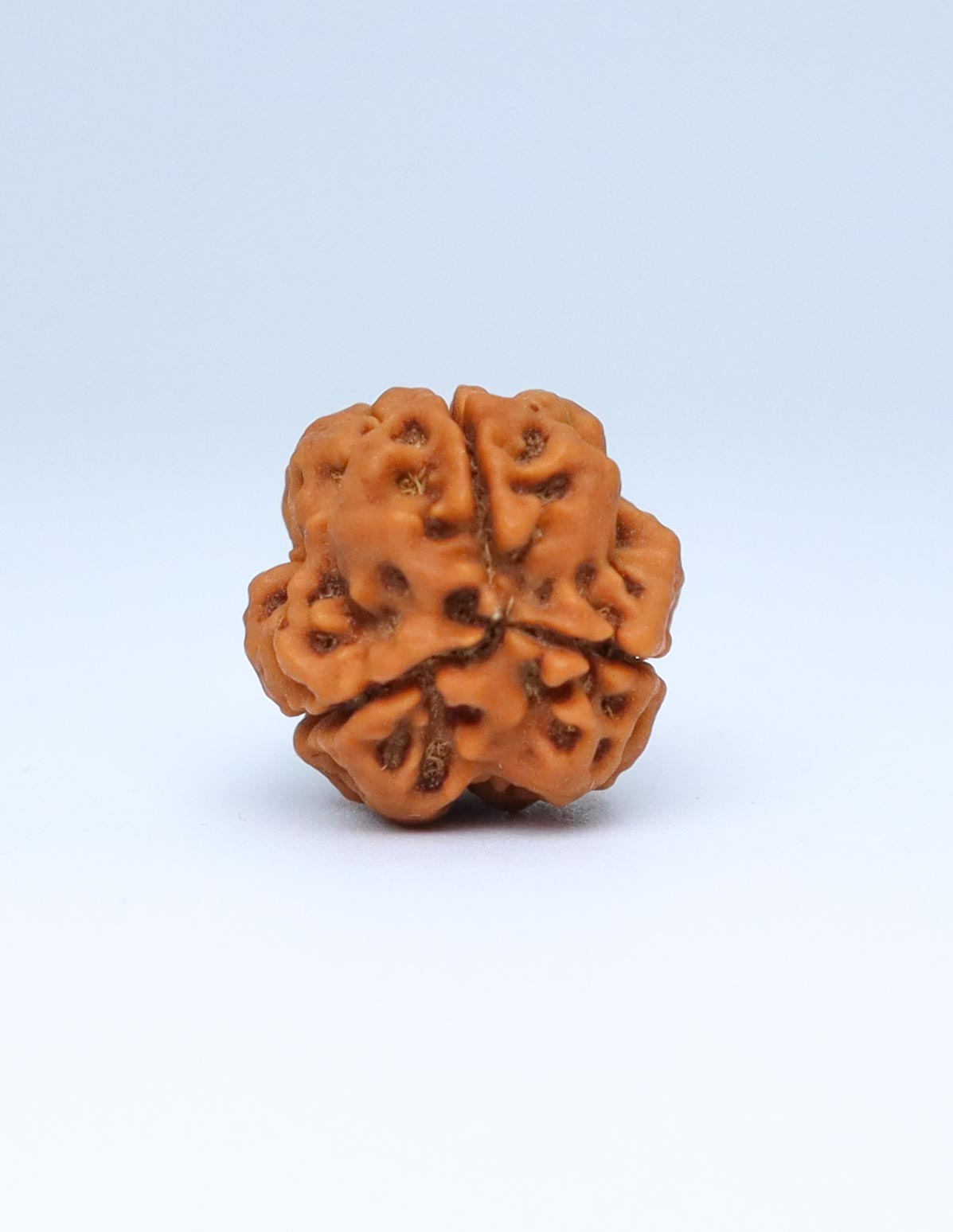 3 Mukhi Nepali Rudraksha