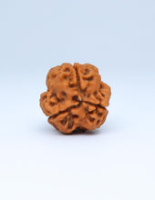 3 Mukhi Nepali Rudraksha